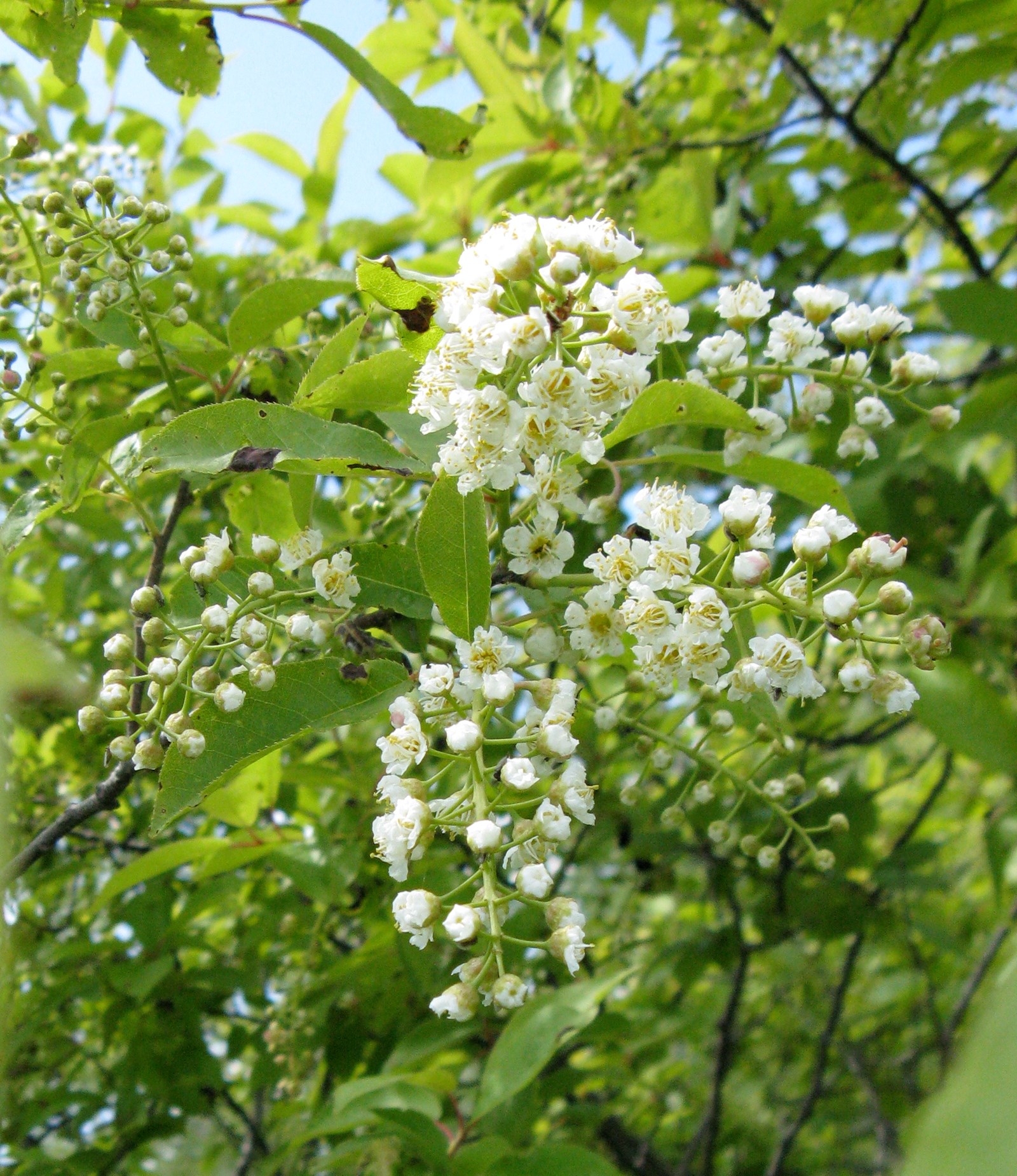 Chokecherry%20flower.jpg
